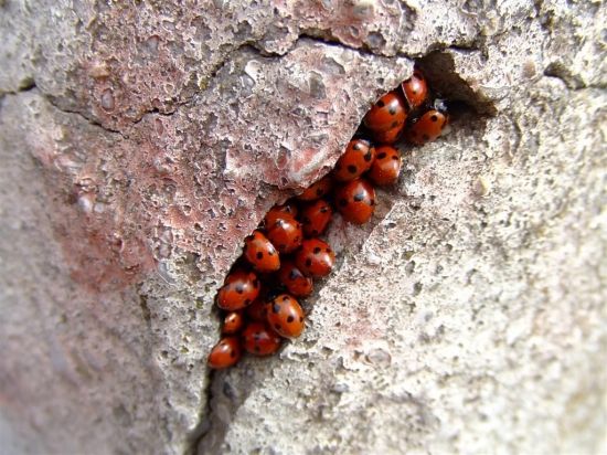 Nid de coccinelles